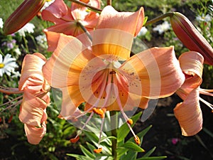 Asiatic hybrids liliy 'Valley Orange' orange flowers and buds