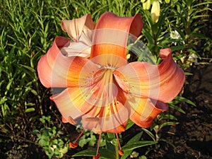 Asiatic hybrids liliy 'Valley Orange' orange flowers and buds