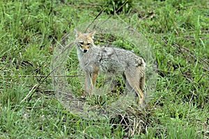 Asiatic jackal
