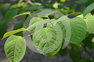 Asiatic knotweed