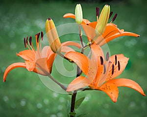 Asiatic Lilies