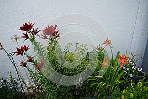 Asiatic lilies Lilium x hybridum `Black Out` and orange flowers of Hemerocallis fulva bloom in July in the garden. Berlin, Germany