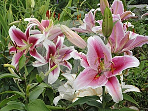 Asiatic lilies Purple Heart photo
