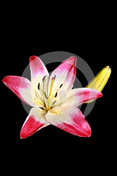 Asiatic Lilium \'Lollypop\' is a delicious treat in summer with its big upward-facing flowers their creamy white petals