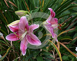 Asiatic lilly