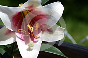 Asiatic Lilly Bloom