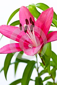 Asiatic Lily