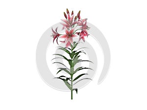 Asiatic Lily