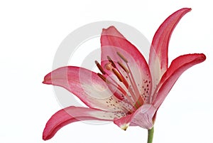 Asiatic lily