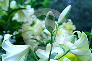 Asiatic lily buds blooming in the home garden photo