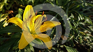 Asiatic lily or lilium bulbiferum orange flower in the garden design