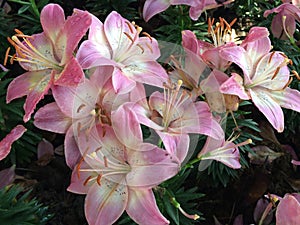 Asiatic Lily Red