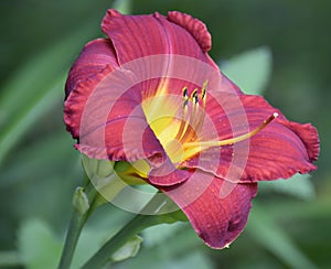 Asiatic Lily in summertime in New Mexico at the botanical Gardens