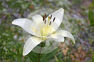 Asiatic Lily in summertime in New Mexico at the botanical Gardens
