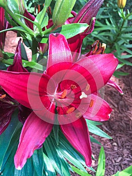 Asiatic Lily `Tiny Ghost` flower