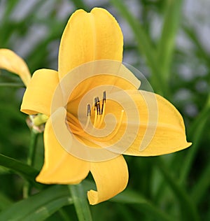A Asiatic Lily Yellow County