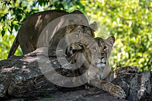 Asiatic Lion