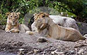 Asiatic lion photo