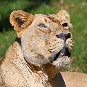 Asiatic Lion