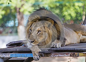 Asiatic Lion