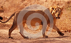 Asiatic lion photo