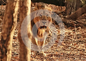 Asiatic Lion