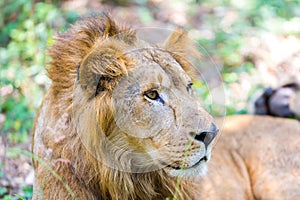 Asiatic Lion.