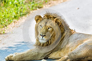 Asiatic Lion.