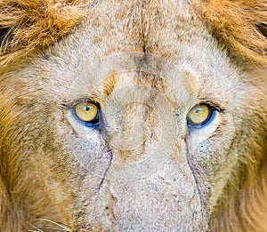 Asiatic Lion.