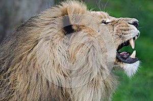 The Asiatic Lion