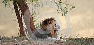 Asiatic Lion photo