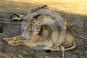 Asiatic Lion, Asiatic Lion family Lion, King Of The Sasan-Gir Forest, National Park,