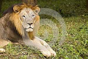 Asiatic lion close up