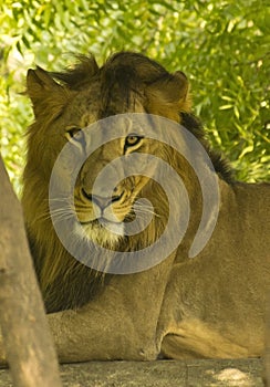 Asiatic Lion Closeup Portrait