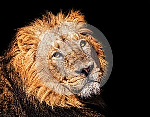 The Asiatic lion