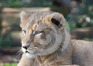 Asiatic lion cub