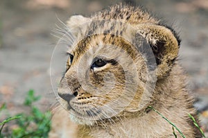 Asiatic lion cub