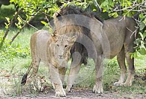 Asiatic Lion and Cub