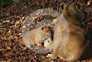 Asiatic Lion Cub - Panthera leo persica