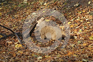 Asiatic Lion Cub - Panthera leo persica