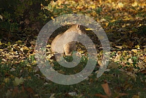 Asiatic Lion Cub - Panthera leo persica