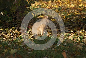 Asiatic Lion Cub - Panthera leo persica