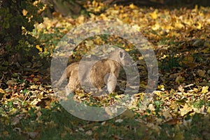 Asiatic Lion Cub - Panthera leo persica