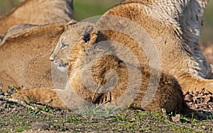 Asiatic lion cub rest in the sun