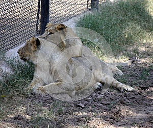 Asiatic Lion cubs (Panthera leo leo) in a zoo : (pix Sanjiv Shukla)