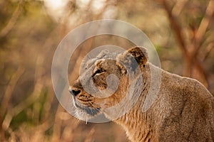 Asiatic lion female