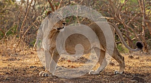 Asiatic lion female