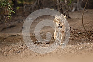 Asiatic lion female in the nature habitat in Gir national park in India