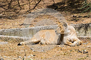 Asiatic Lion Female sitting in Sunlight