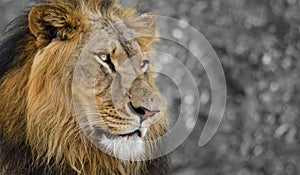 Asiatic Lion : The gaze